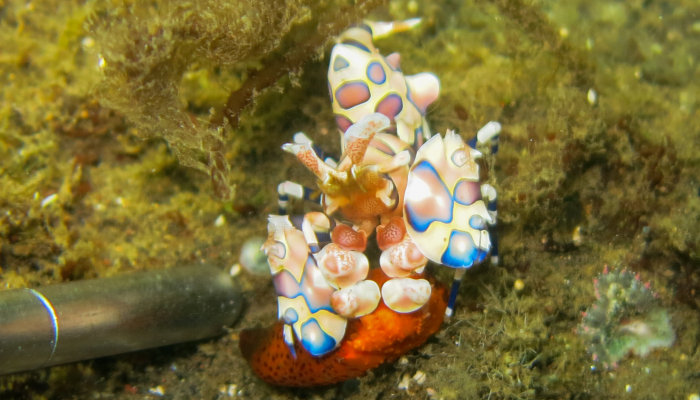 Harlequin Shrimp (eating a starfish leg takeaway!)